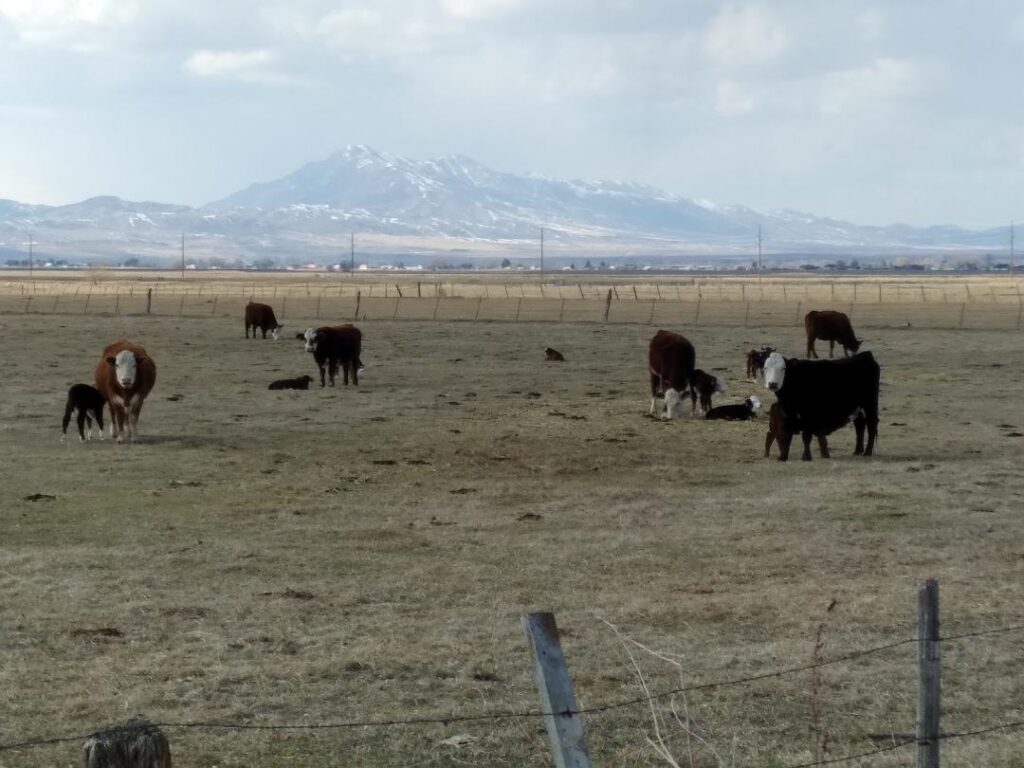 After the U.S. Census one is coming next year just for farmers and ranchers Cache Valley