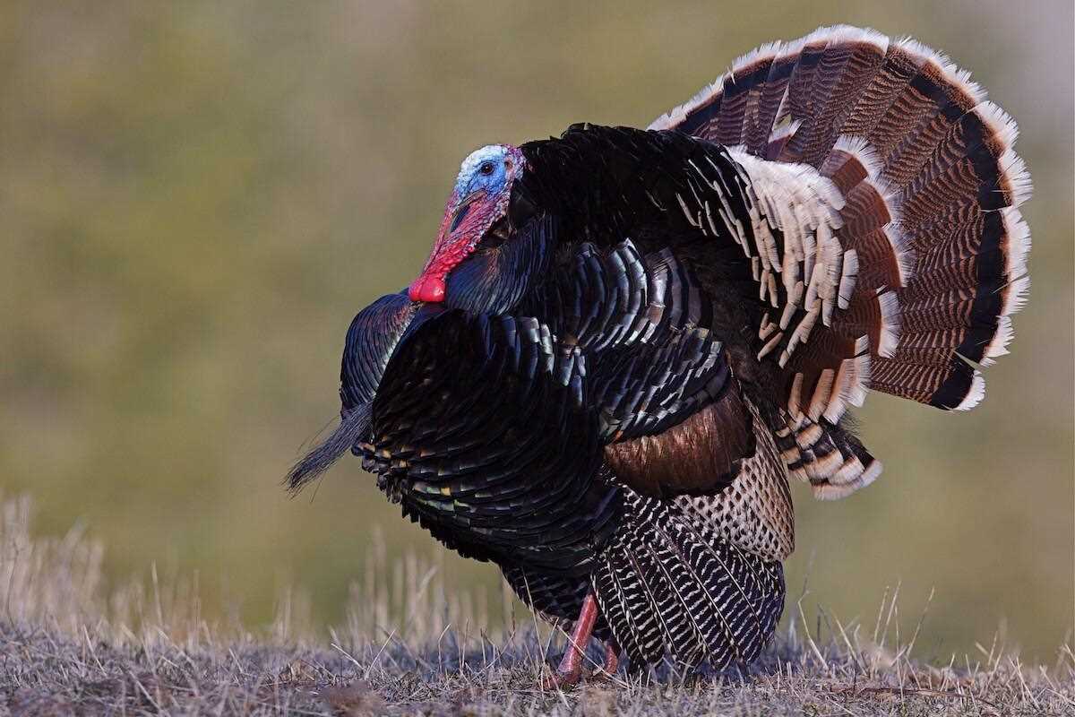 Turkey Hunting in California A Thrilling Outdoor Adventure