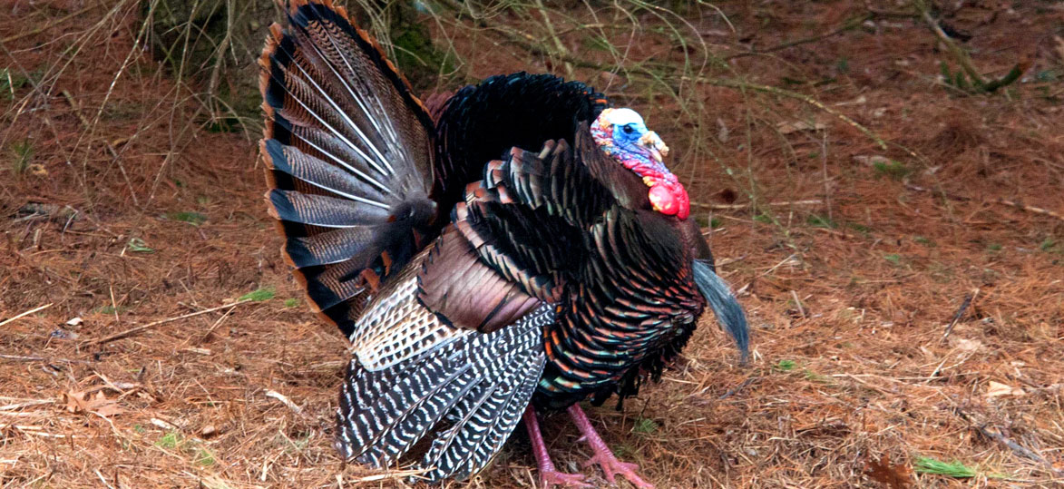Turkey Hunting in California A Thrilling Outdoor Adventure