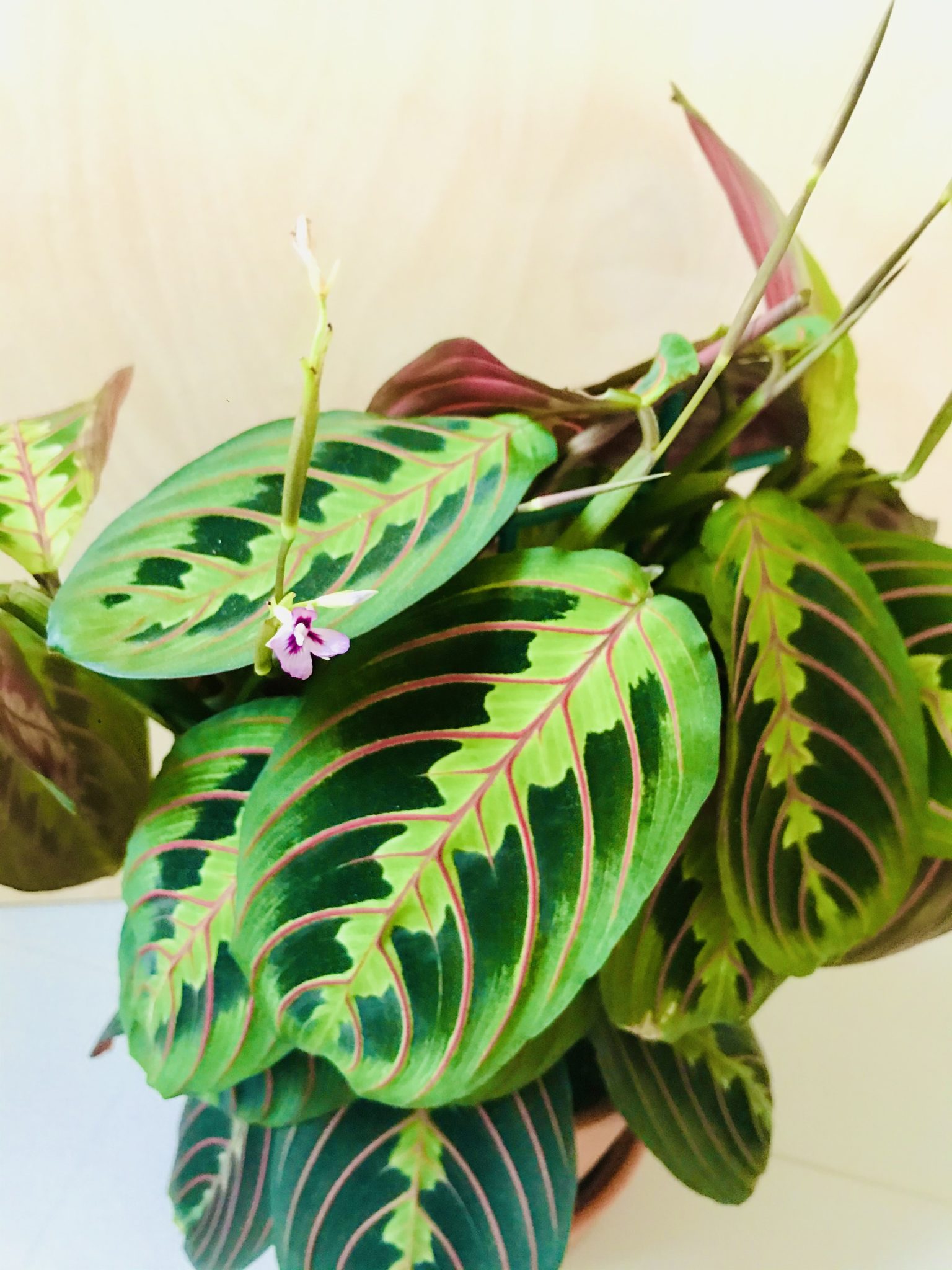 Maranta Leuconeura 'Fascinator Tricolor' stek Kweeklust