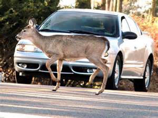 TXDOT ANNOUNCES AREAS OF MOST WILDLIFE/CAR COLLISIONS