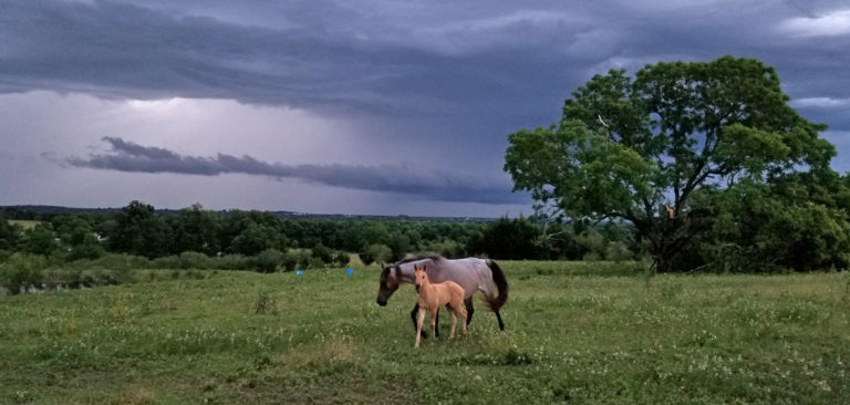 WEDNESDAY STORMS BRING IN HEAVY RAIN, HAIL, REPORTS OF TORNADO