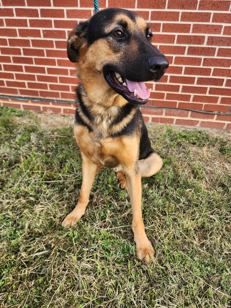 DUNN NAMED PET OF THE WEEK