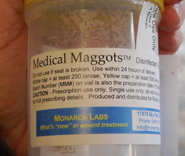 Medical Maggots The Snapper
