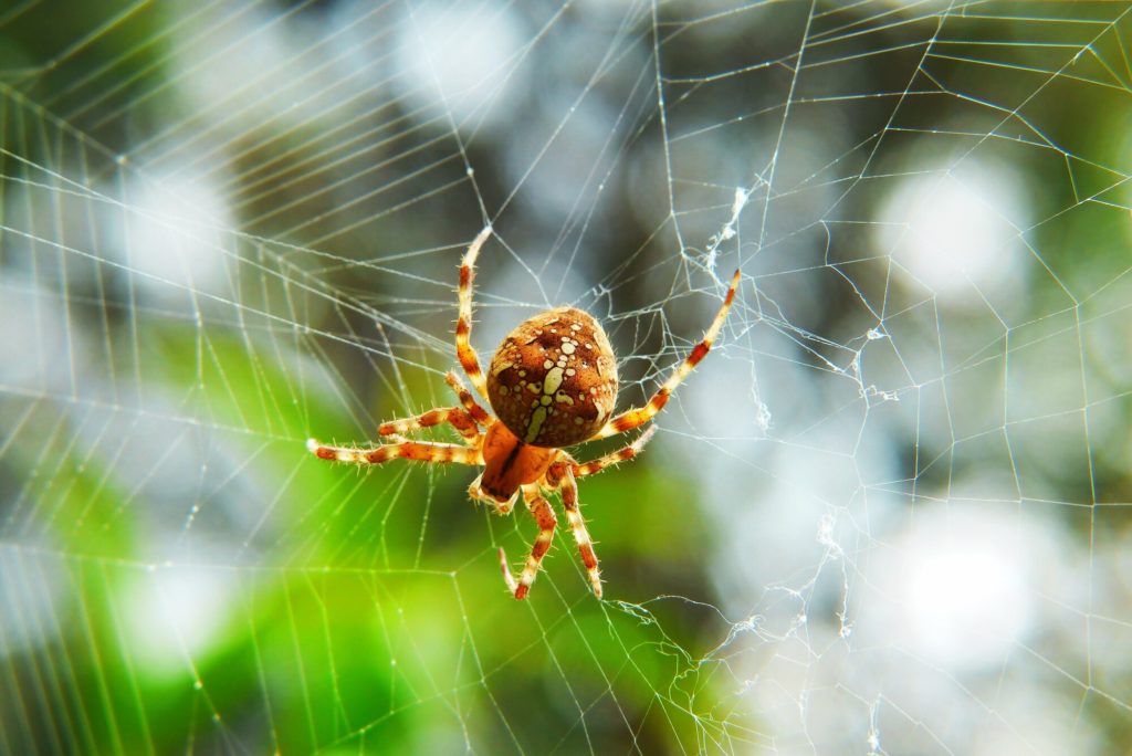How Much Does Spider Pest Control Cost?