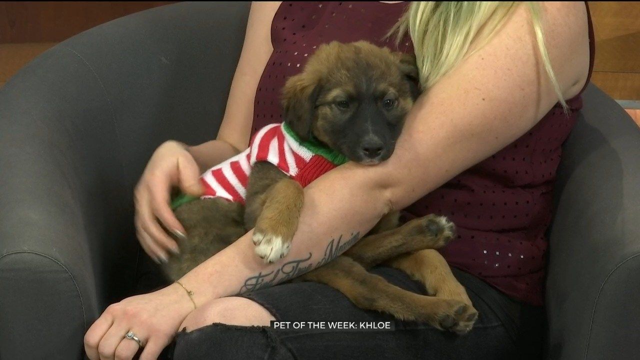 Southside Dog Cat And Bird Clinic Oklahoma City
