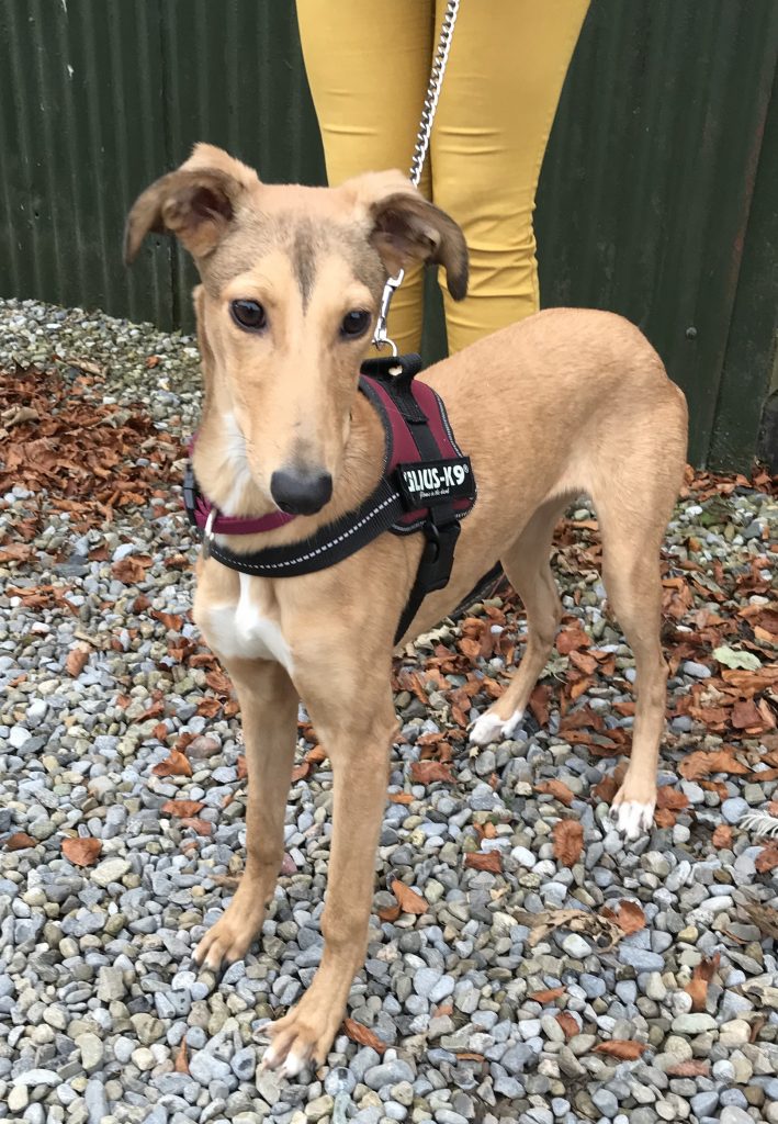 Bambi (Booked) KWWSPCA.ie