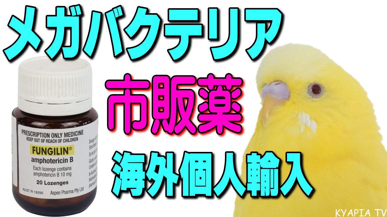 獣医さん推進｜鳥・インコのおすすめの餌・野菜・与えてはいけないもの きゃぴあてれび 公式サイト