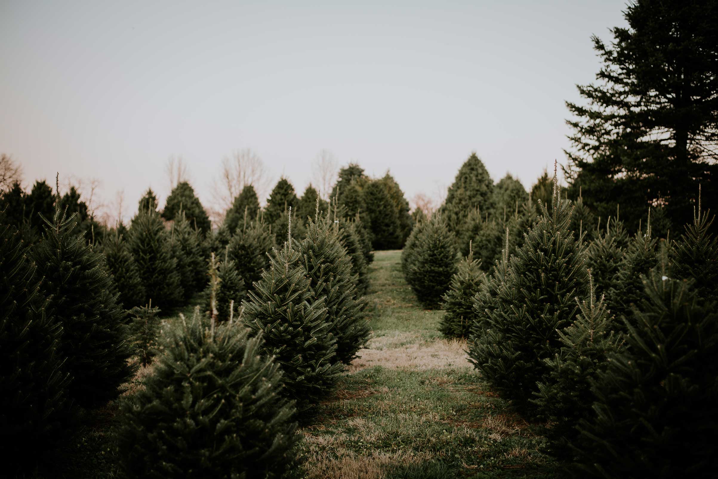 Photo Gallery Nieman Christmas Tree Farm, Lexington, KY