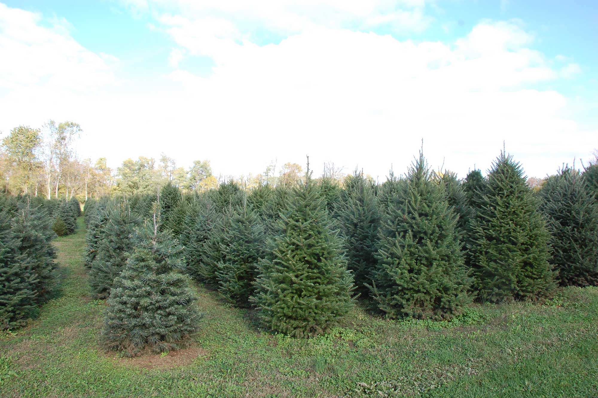 Photo Gallery Nieman Christmas Tree Farm, Lexington, KY