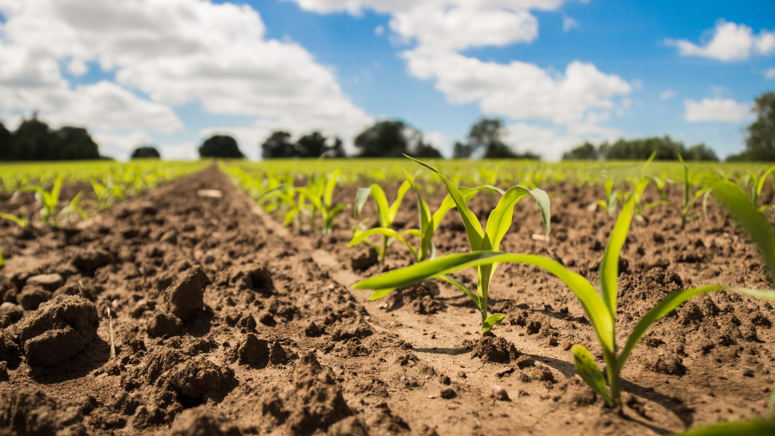 Consider Corn Challenge IV Continues to Find GameChanging New Uses for