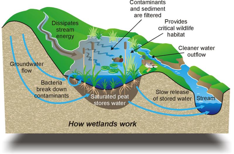 Why Constructed Wetlands Are Important For Wastewater Treatment