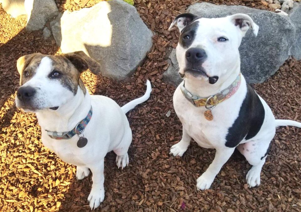 Online Dog Licensing Now Available in Marion County 1430 KYKN