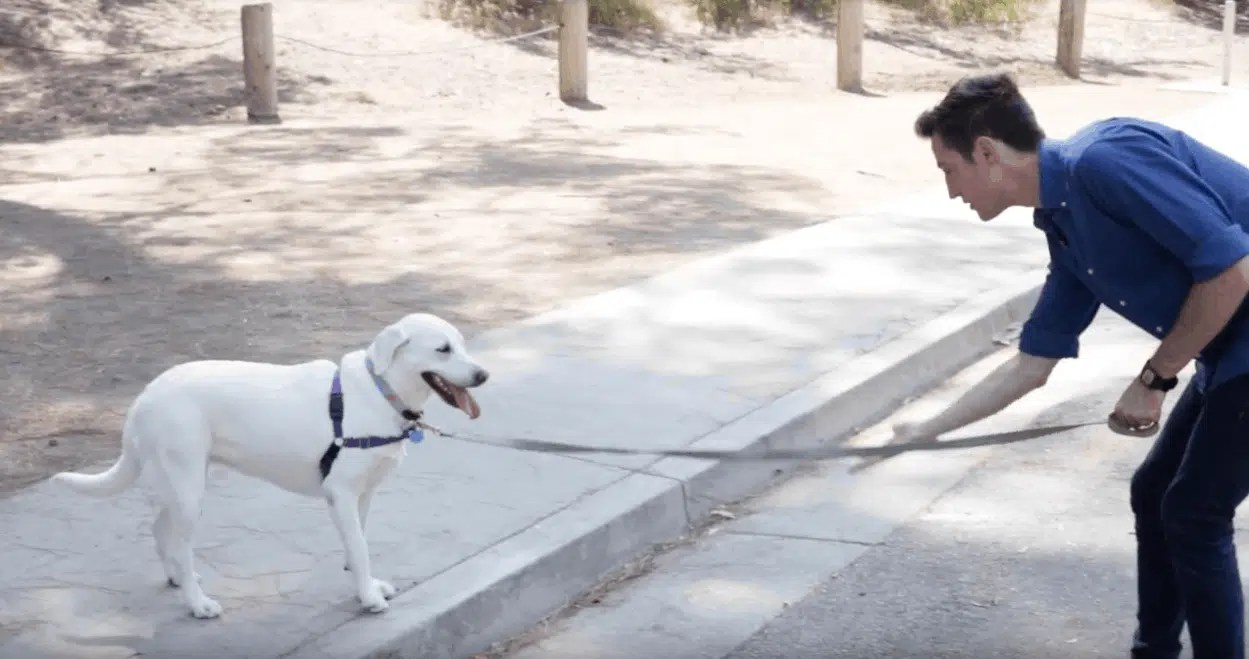 How Do I Keep My Dog From Running On The Street