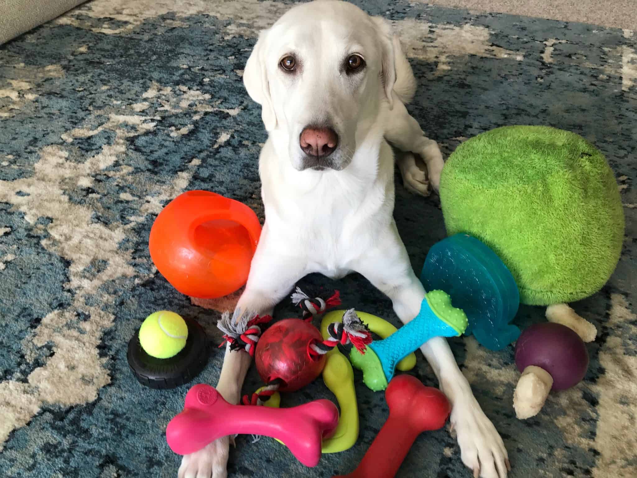 "My Dog Doesn't Like Toys" (Here's why!) Kyle Kittleson