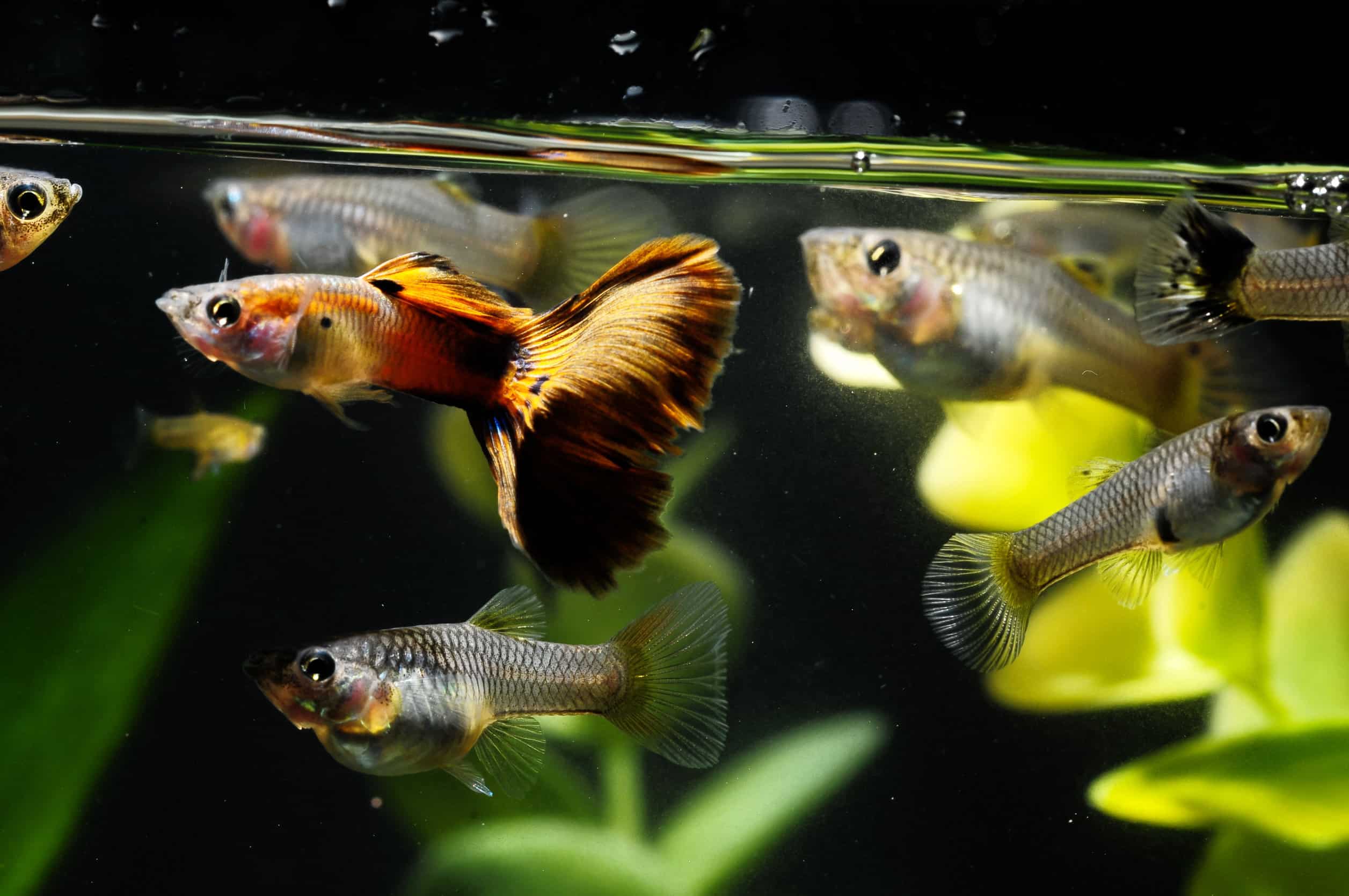 How to make tap water safe for saltwater aquarium and make your fish