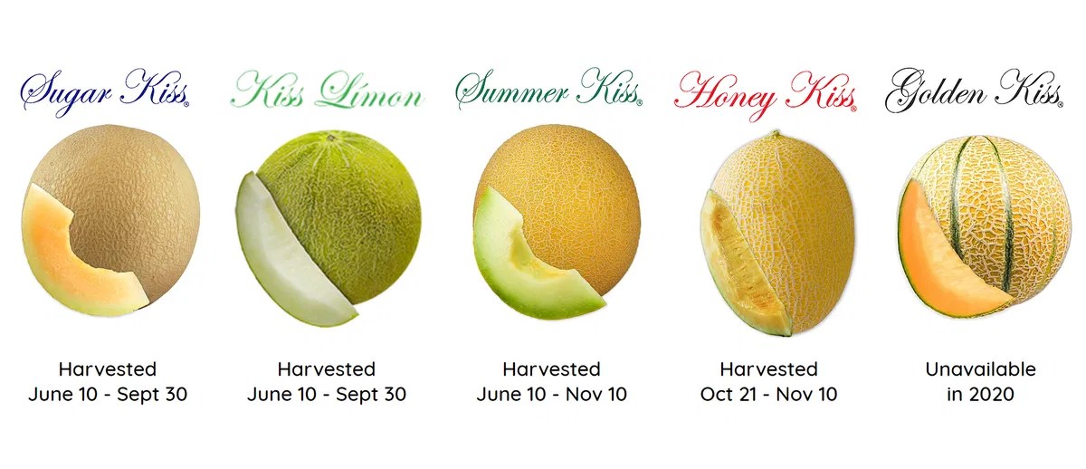 Home Grown Kiss melons sweeter than cantaloupe KYMA