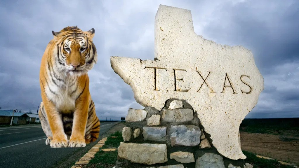 Tiger missing in Houston turned to authorities, police say KYMA