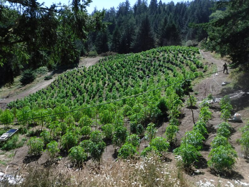 [UPDATE 214 p.m. with photos] Related Marijuana Grows Busted Near