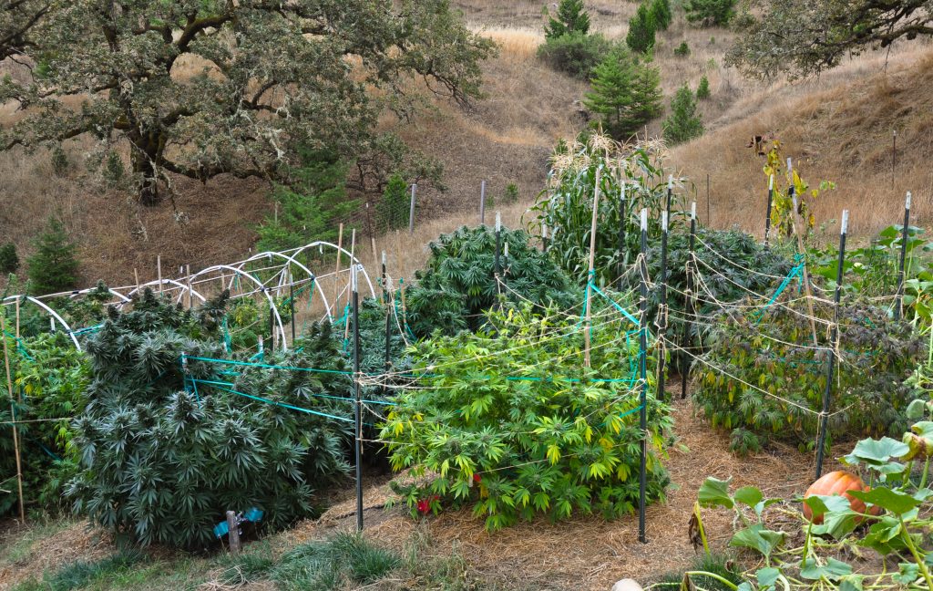 Penalties, Costs, Fines, and Fees A Deep Look at the Humboldt County
