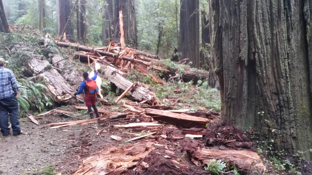 Large Tree and Mud Block Howland Hill Road in Jedediah Smith Redwoods