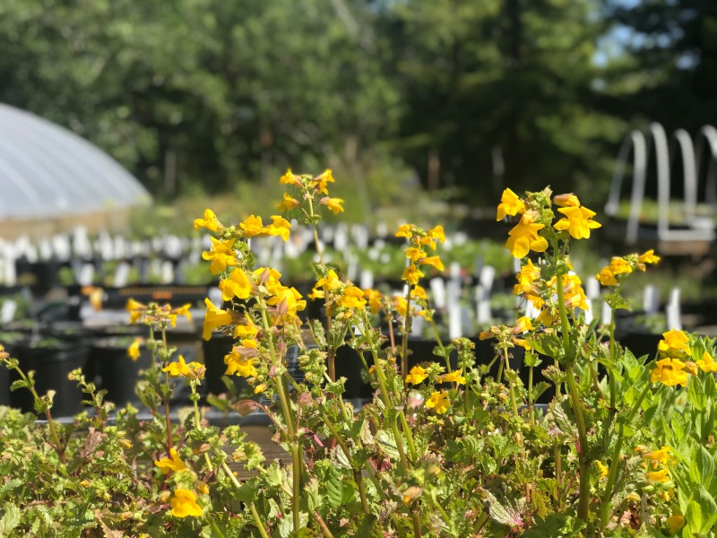 California Native Plant Society Spring Plant Sale June 13 and 14 Redheaded Blackbelt
