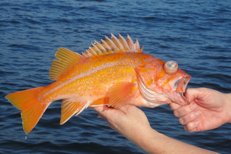 New Rockfish Conservation Area and Waypoint Maps Coming Soon for
