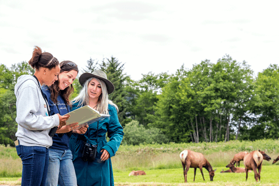 New Study Aims to Protect Elk on Roadways with CollarActivated Signs