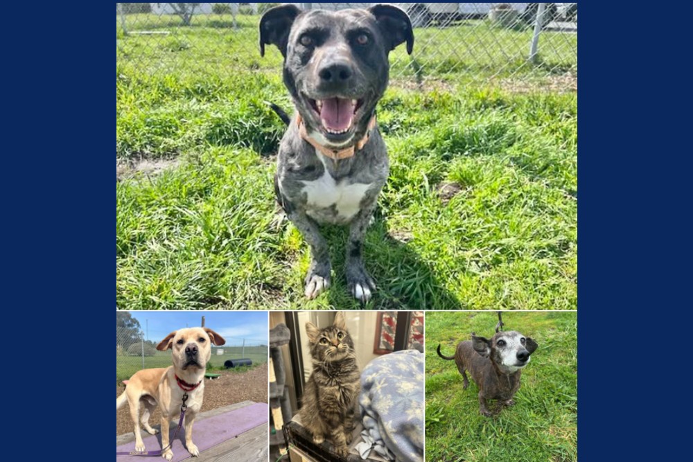 New Faces at the Humboldt County Animal Shelter! Redheaded Blackbelt