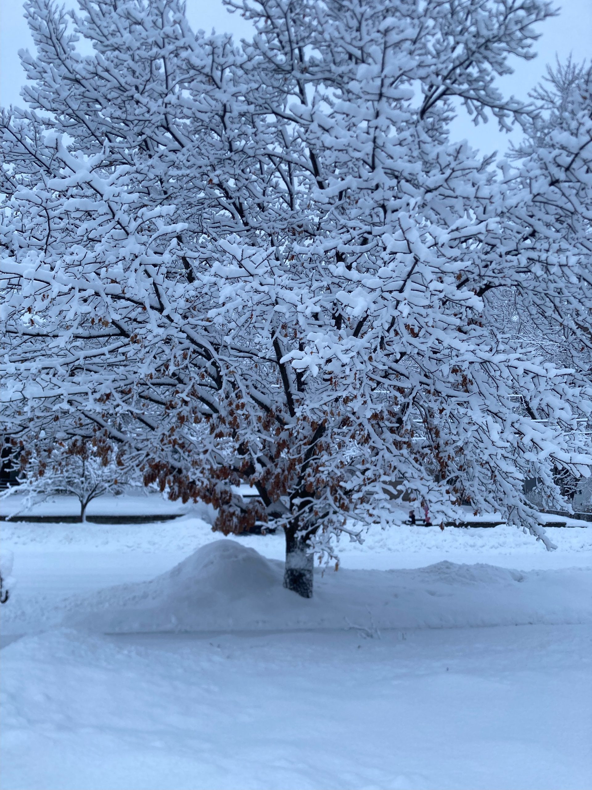 UPDATED School and business closings, snow emergency in the KYMN