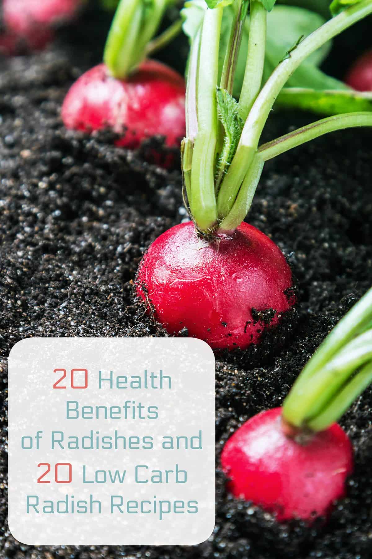 20 Low Carb Radish Recipes Healthy Living in Body and Mind