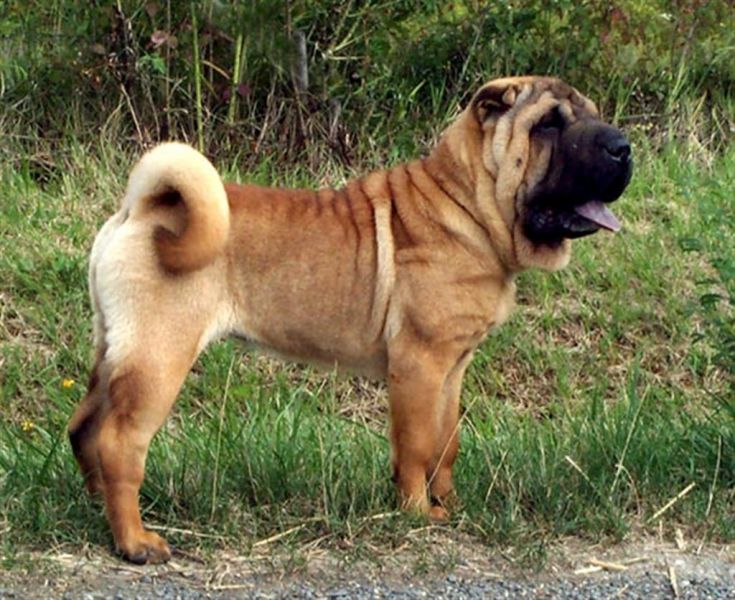 Bear Coat Shar Pei What Makes This Unusual Fur So Special