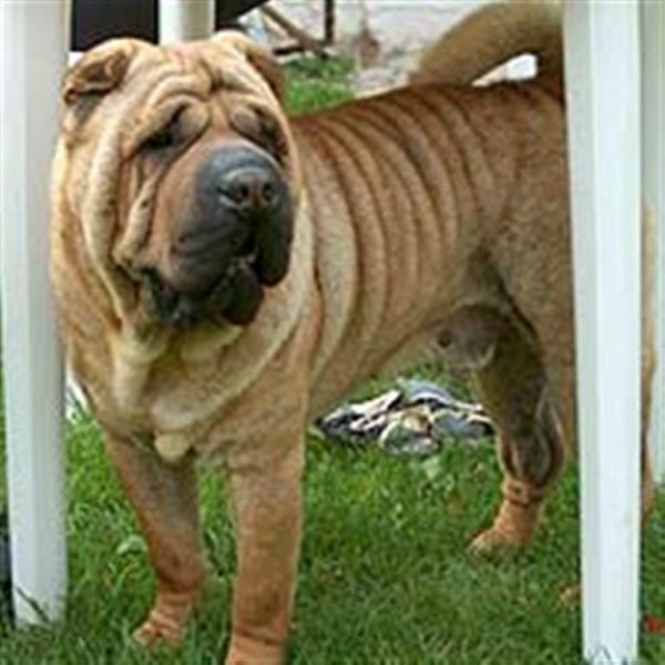 Traditional SharPei Standard Kynon Melathron