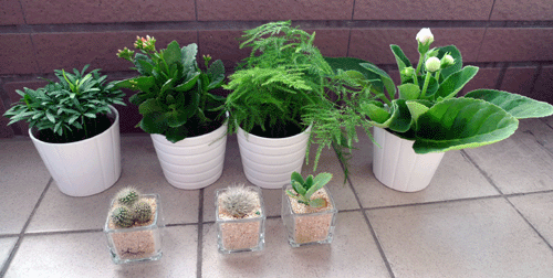 IKEA的25元3吋小盆栽