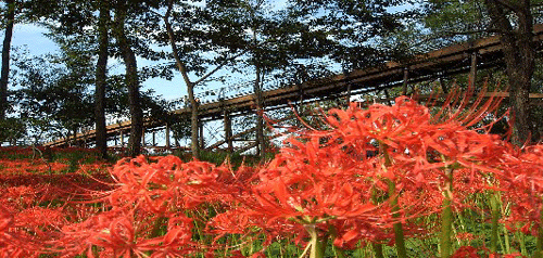 日高市巾著田的「曼珠沙華」花海火紅登場