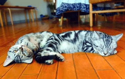 療傷新去處☆有貓咪陪你作伴的咖啡廳