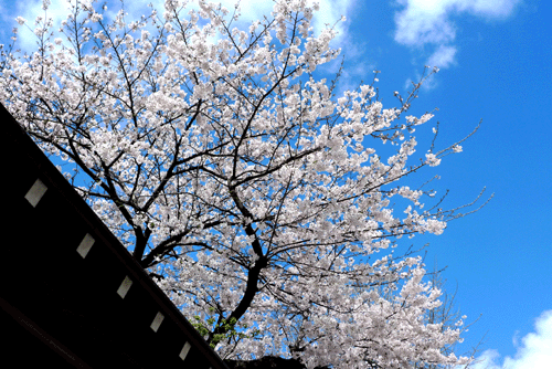 福岡必見   ★  福岡賞櫻名所