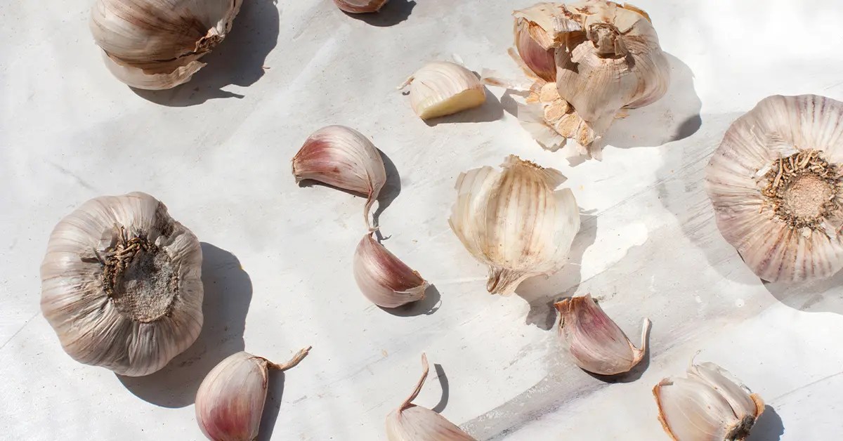 Aged Garlic Vs. Raw Garlic Here’s What You Should Know Wakunaga of
