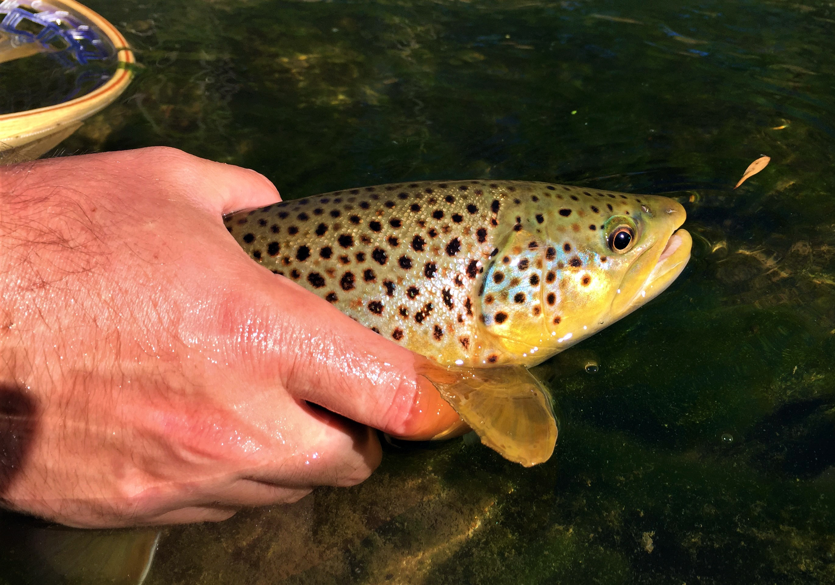 Hatchery Creek is a fly fishing paradise located near Jamestown KY!