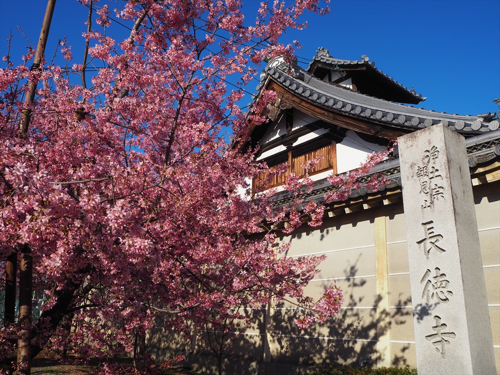 今が盛り！長徳寺のオカメ桜 京都旅屋