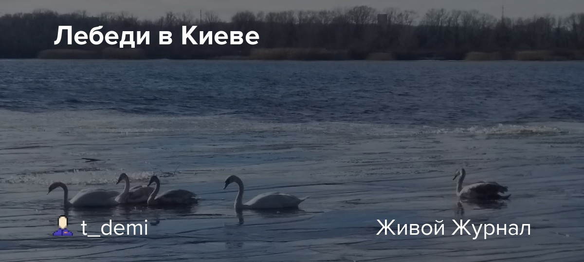 Лебеди в Киеве t_demi — LiveJournal