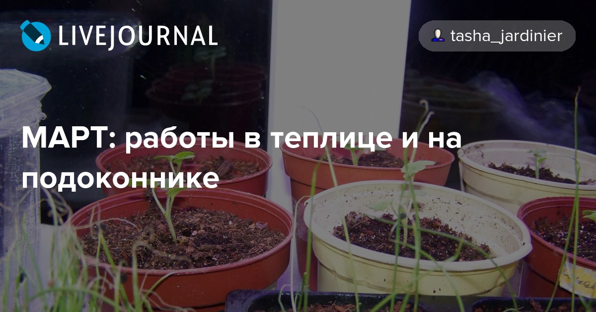 МАРТ работы в теплице и на подоконнике tasha_jardinier — LiveJournal