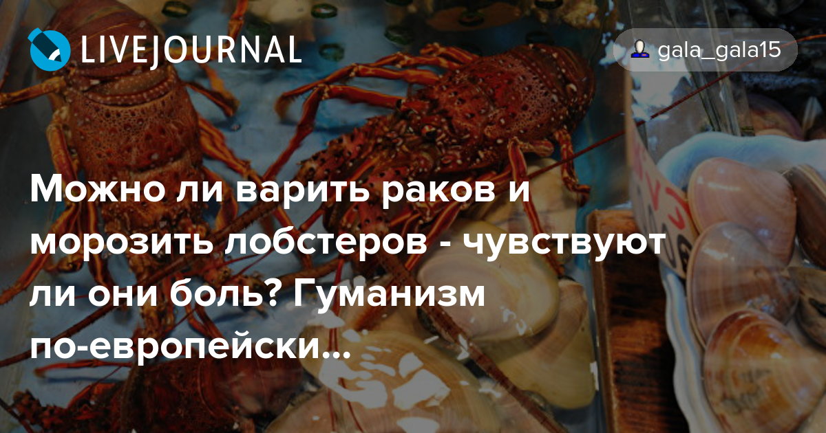 Можно ли варить раков и морозить лобстеров чувствуют ли они боль