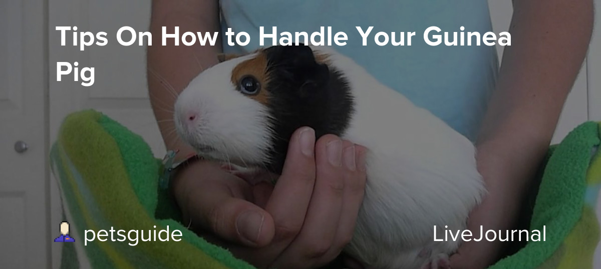 Tips On How to Handle Your Guinea Pig petsguide — LiveJournal