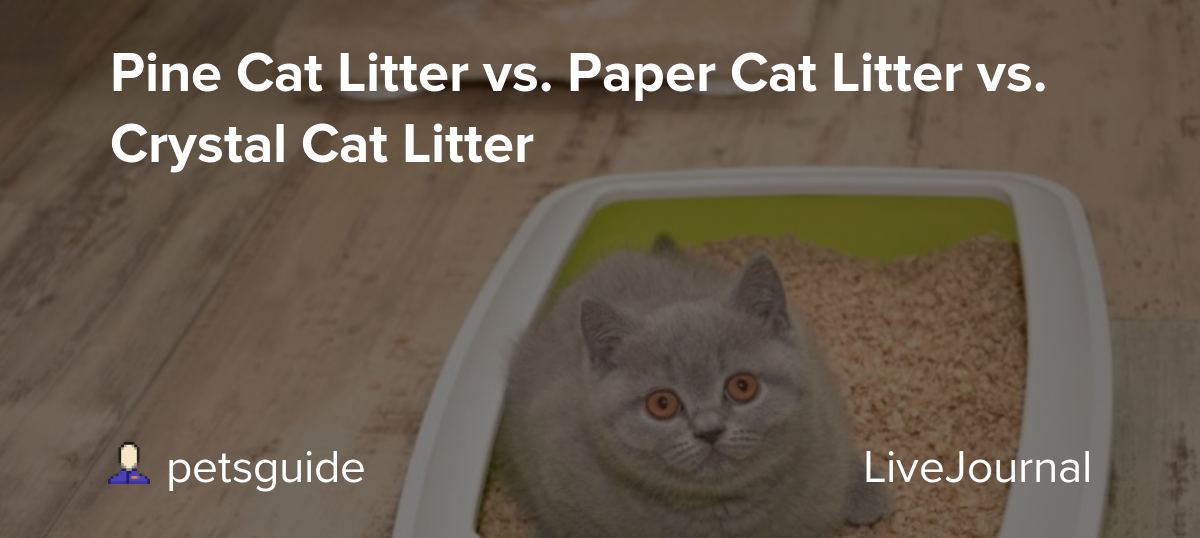 Pine Cat Litter vs. Paper Cat Litter vs. Crystal Cat Litter petsguide