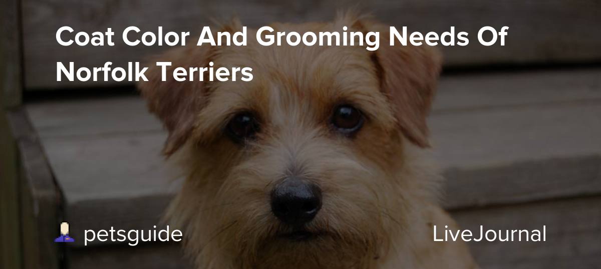 Coat Color And Grooming Needs Of Norfolk Terriers petsguide — LiveJournal
