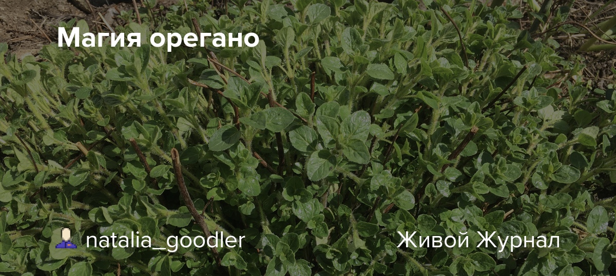 Магия орегано natalia_goodler — LiveJournal