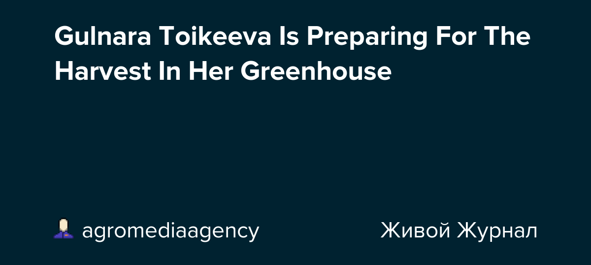 Gulnara Toikeeva Is Preparing For The Harvest In Her Greenhouse