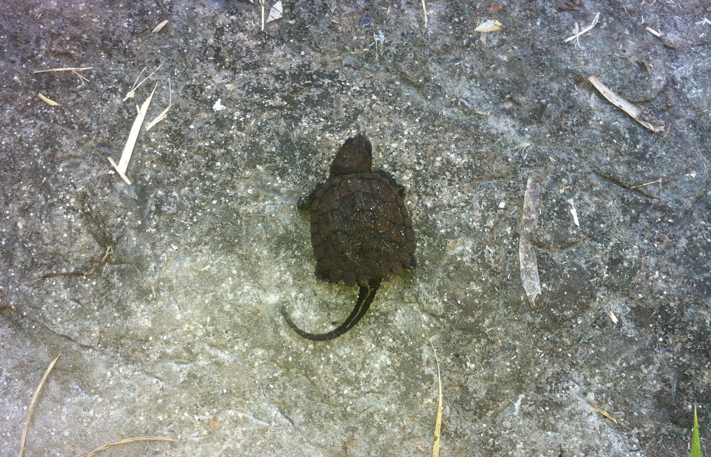 La tortue serpentine