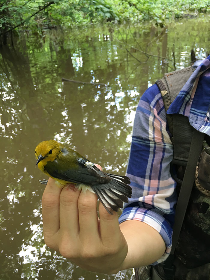 22prow2016_1.jpg Audubon Louisiana